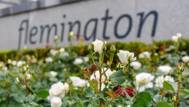 A white rose in front of the Flemington Racecourse entry sign in Melbourne, Victoria, Australia.