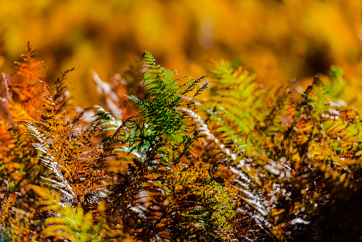 Autumn fern