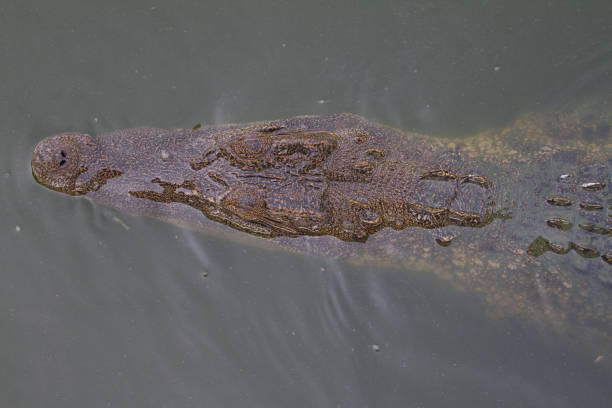istock Close up of Siamese Crocodile 865264890