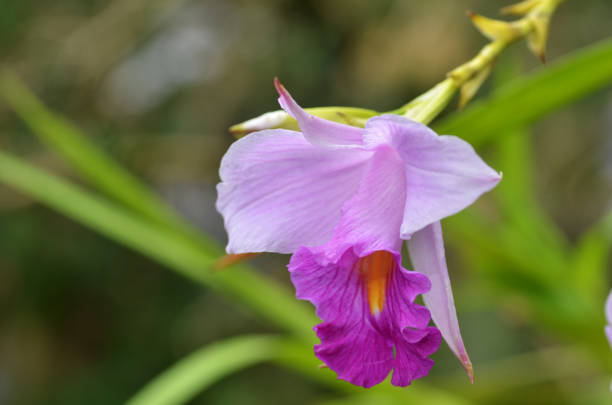 istock Beautiful purple orchid 865267582