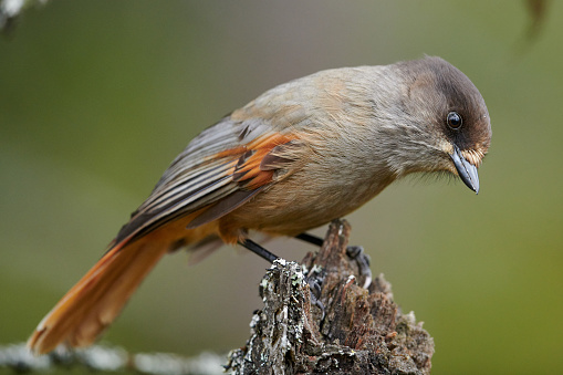 Up close and personal with the playful and curious Siberian Jay.