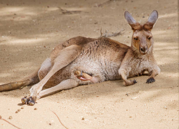 istock Ring-tailed kangaroos or yellow-footed rock Wallaby or yellow-footed kangaroos. 865268110