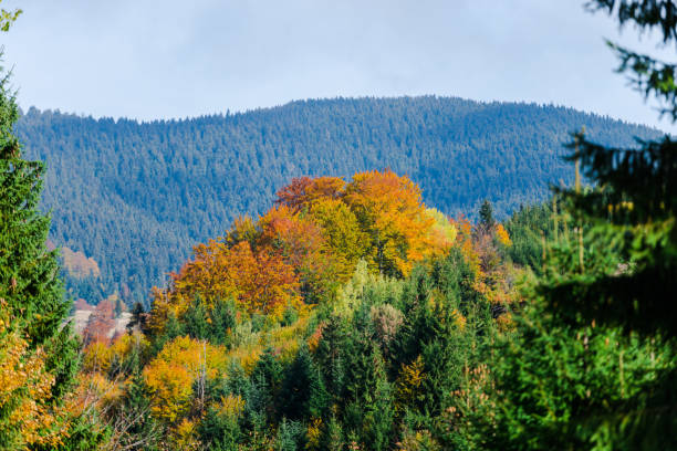 istock autumn landscape at Colibita, romania 865268784