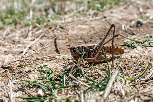 heuschrecke auf trockenem boden - invasive specie stock-fotos und bilder