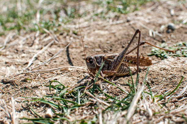 konik polny na suchej glebie - locust invasion zdjęcia i obrazy z banku zdjęć