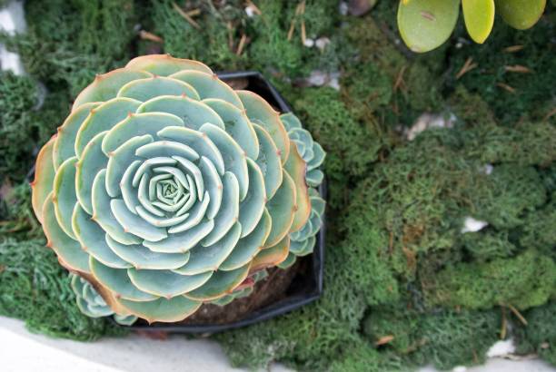 istock Echeveria Succulent plant on decoration ground 865271558