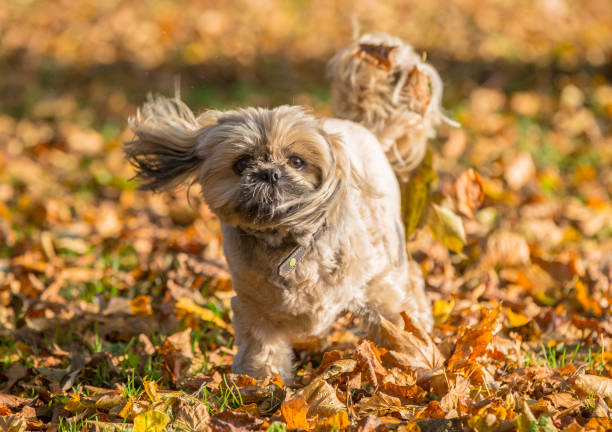 istock Shih Tzu shaking off Autumn leaves 865272554