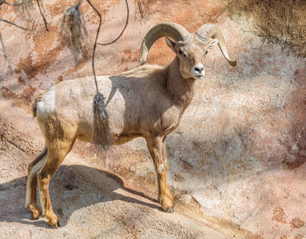 istock Desert Bighorn Sheep 865272708