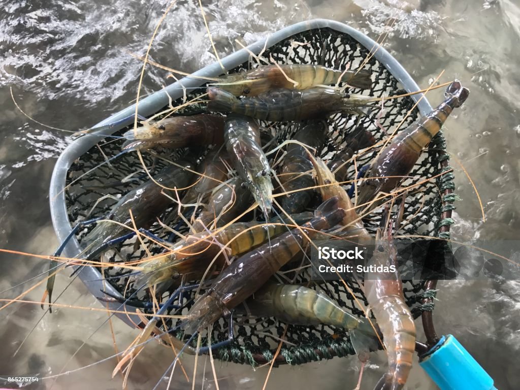 Fresh shrimp seafood Fresh ingredients Aquaculture Stock Photo