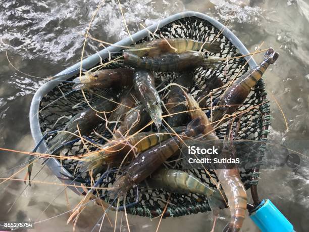 Fresh Shrimp Seafood Stock Photo - Download Image Now - Aquaculture, Shrimp - Animal, Shrimp - Seafood
