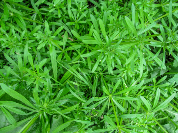 green floral background of the galium aparine - top view - straggling imagens e fotografias de stock