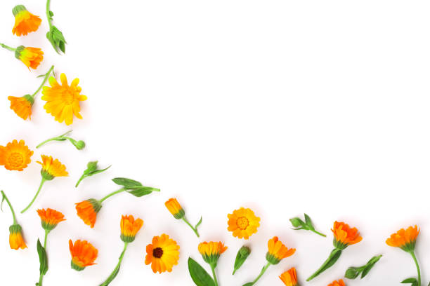 istock Frame of Calendula. Marigold flower isolated on white background. Corner with copy space for your text. Top view 865276604