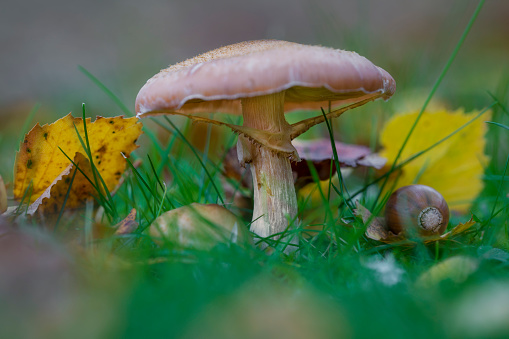 Mushroom autumn stilleben photographed with macro lens