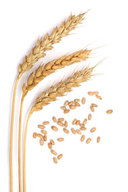 istock grain and ears of wheat isolated on white background. Top view 865279116