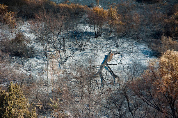 istock Scorched trees and grass after the fire. Aerial view 865284066