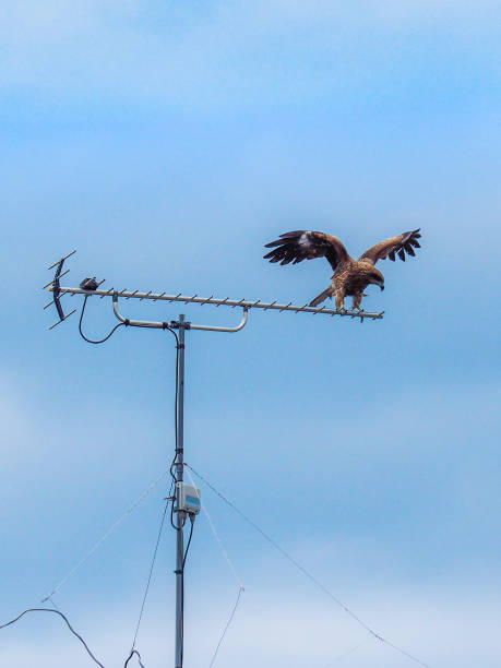 istock Bird of Prey - Black Kite 865295372