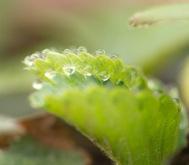 istock dew drops on strawberry leaves. macro 865297892