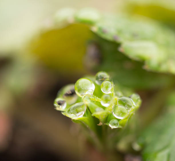 istock dew drops on strawberry leaves. macro 865297970