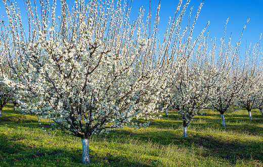 Plum trees in blossom in orchard on sunny spring day