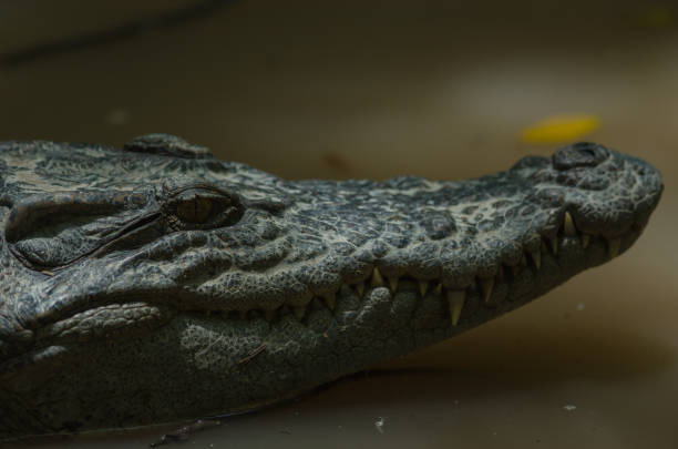 istock Close up of Siamese Crocodile 865298224
