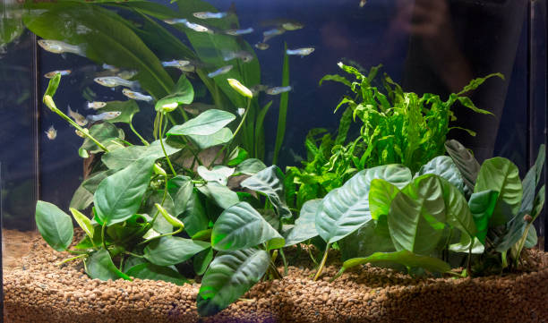 istock Beautiful planted aquarium with Guppies 865298244