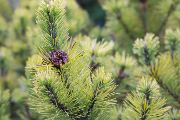 istock Background of fir tree with pine cone 865302912
