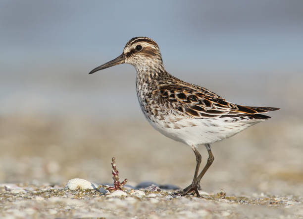 istock The broad-billed sandpiper (Calidris falcinellus) close up portrait. 865305304