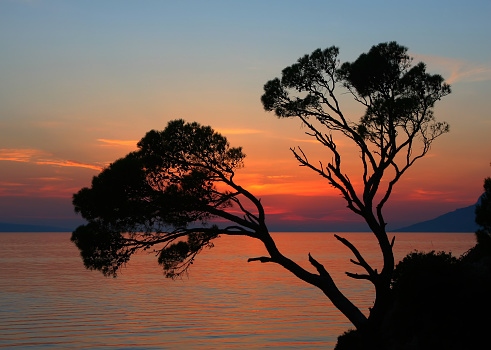 Two pines on a rock against a sunset background. Brela, Croatia