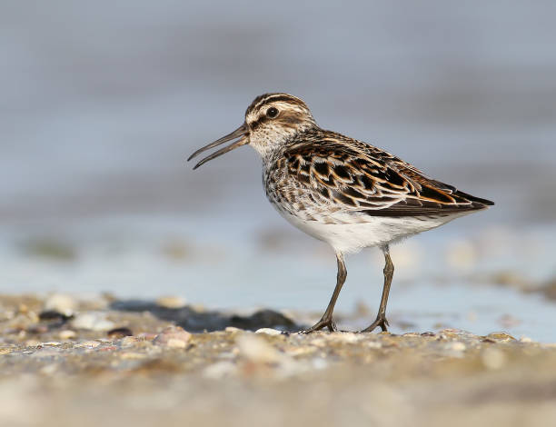 istock The broad-billed sandpiper (Calidris falcinellus) close up portrait. 865305322