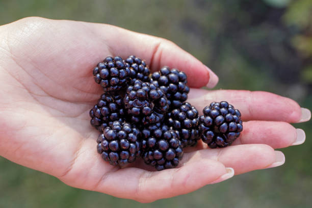 istock berries blackberries on the palm. 865306194