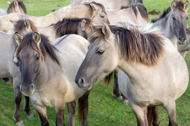 Dutch National Park Oostvaardersplassen with herd of Konik horses. In this new wilderness lives about 1000 wild horses.