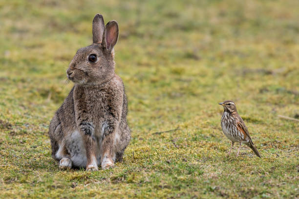 A cute bunny being cute