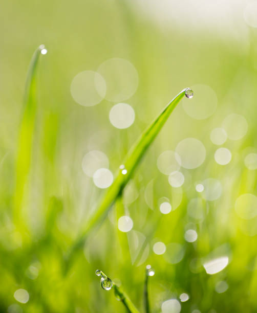 istock drops of dew on the grass. macro 865309724