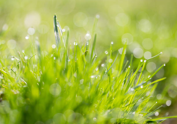 istock drops of dew on the grass. macro 865309760