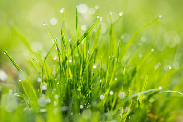 istock drops of dew on the grass. macro 865309806