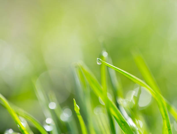 istock drops of dew on the grass. macro 865310044