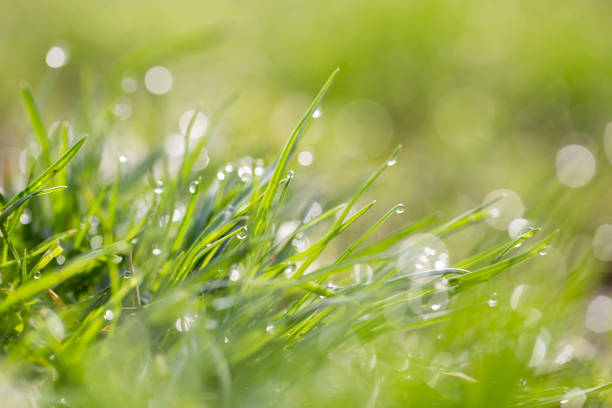 istock drops of dew on the grass. macro 865310066