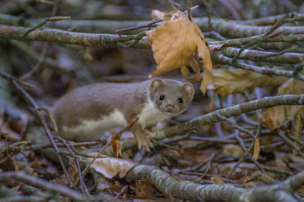 istock Wild weasel in a pile of branches in the forest 865311608