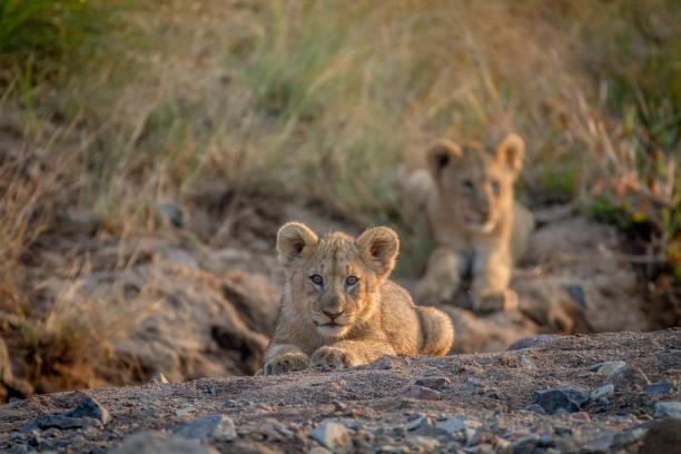 istock Two Lion cubs laying in a dry riverbed. 865313482