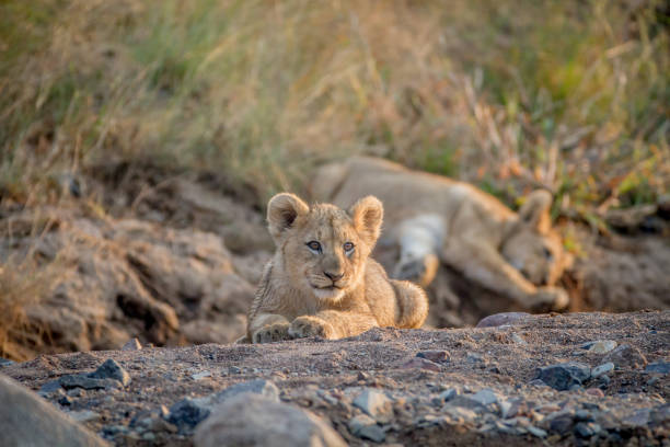 istock Two Lion cubs laying in a dry riverbed. 865313538