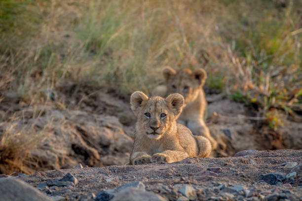 istock Two Lion cubs laying in a dry riverbed. 865313548