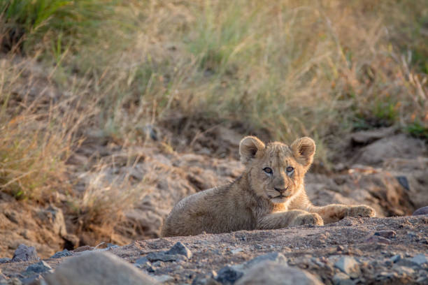istock Lion cub laying in a dry riverbed. 865313552