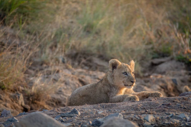 istock Lion cub laying in a dry riverbed. 865313556