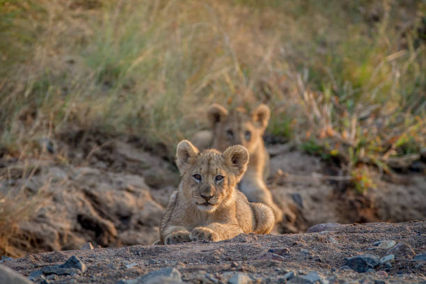 istock Two Lion cubs laying in a dry riverbed. 865313582