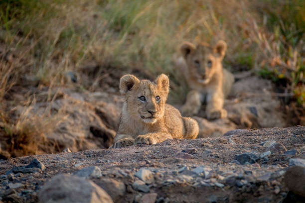 istock Two Lion cubs laying in a dry riverbed. 865313588