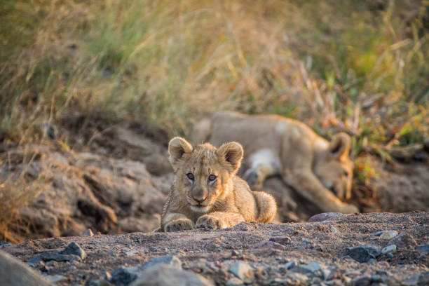 istock Two Lion cubs laying in a dry riverbed. 865313686