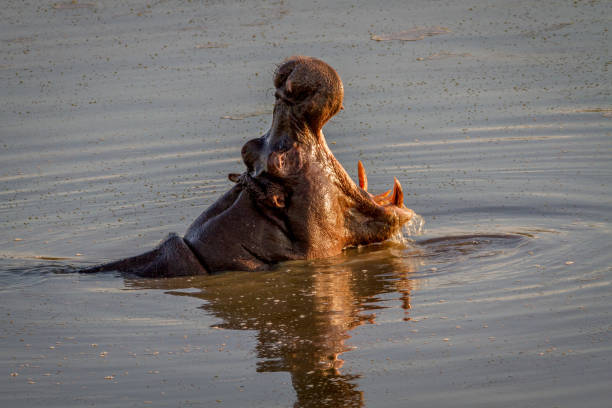 istock Hippo yawning in the water in Hwange. 865313792