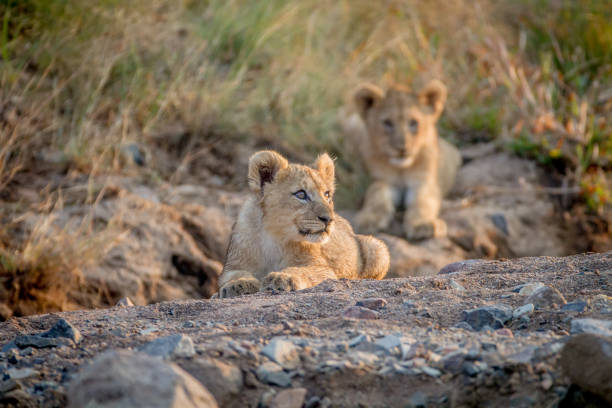 istock Two Lion cubs laying in a dry riverbed. 865313808