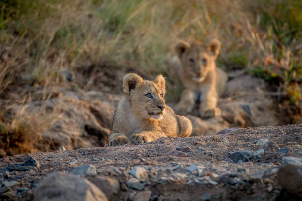 istock Two Lion cubs laying in a dry riverbed. 865313834