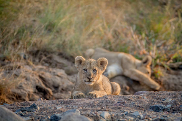 istock Two Lion cubs laying in a dry riverbed. 865313844